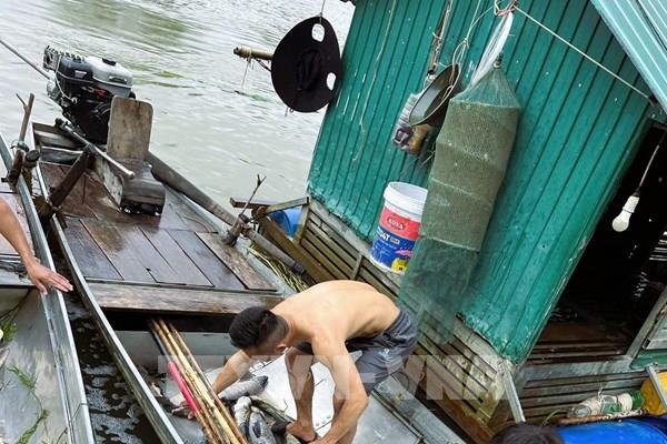 Hàng tấn cá nuôi lồng bè trên sông Lam chết trắng đồng loạt