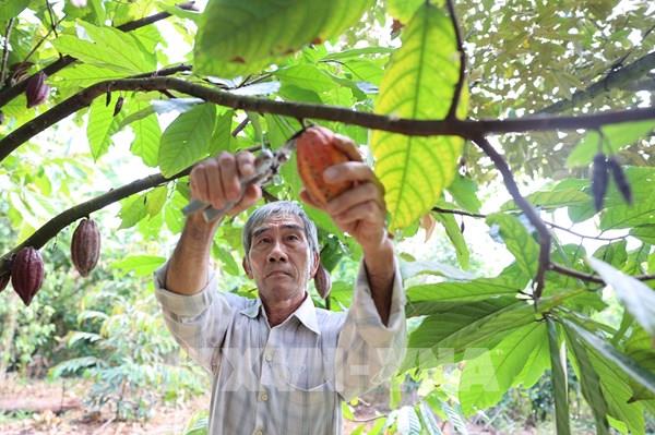 Xây dựng vùng nguyên liệu đạt chuẩn mở lối đưa nông sản ra thế giới