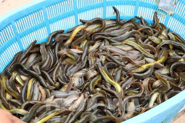 "Cú hích" đưa kinh tế biển vươn tầm - Bài cuối: Hài hòa giữa kinh tế và bảo tồn tài nguyên