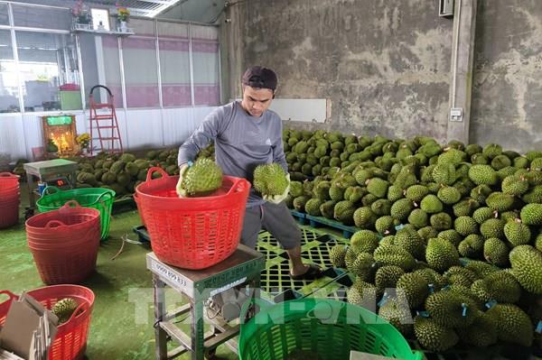Gỡ nút thắt kiểm nghiệm, thúc đẩy xuất khẩu sầu riêng