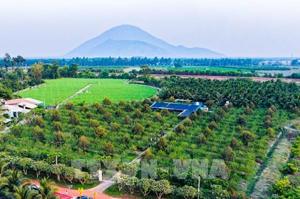 Tây Ninh chủ động ổn định sản xuất nông nghiệp trước biến động thị trường