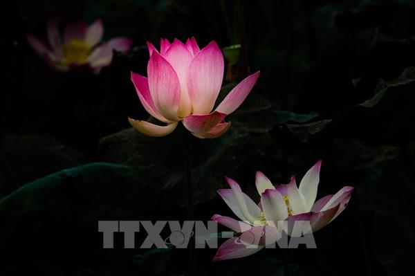 Vẻ đẹp thuần khiết của hoa sen ở vùng sông nước Cần Thơ