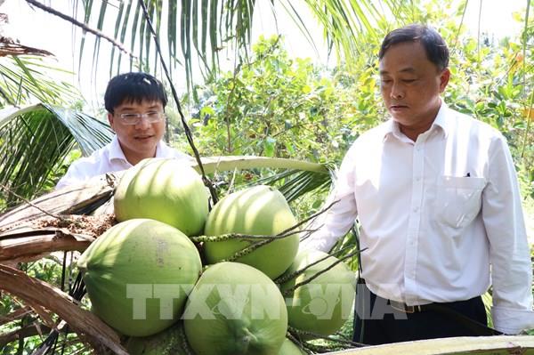 Dừa sáp Vĩnh Long khẳng định vị thế từ sự liên kết 4 nhà