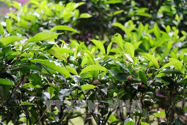 Đồi chè Cầu Đất: Nơi làn sương trăm năm đánh thức giác quan du khách