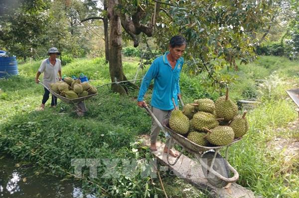 Khơi thông đường xuất khẩu cho sầu riêng Việt