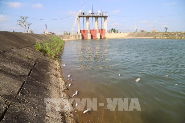 Nghệ An khẩn trương xác minh nguyên nhân cá chết hàng loạt trên sông Lam