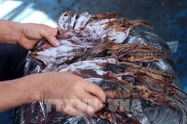 Trúng mùa mực, ngư dân hăng hái vươn khơi