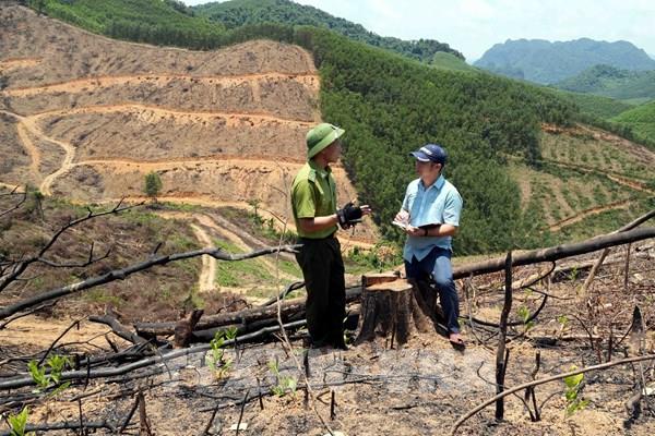 Sai lệch hồ sơ, rừng tự nhiên “chảy máu” - Bài 1: “Chảy máu” trong âm thầm