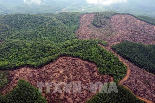Quảng Trị ngăn chặn phá rừng tự nhiên tại xã Bố Trạch