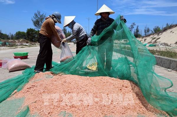 Chùm ảnh: Ngư dân Đà Nẵng kiếm 8 triệu/ngày nhờ ruốc biển