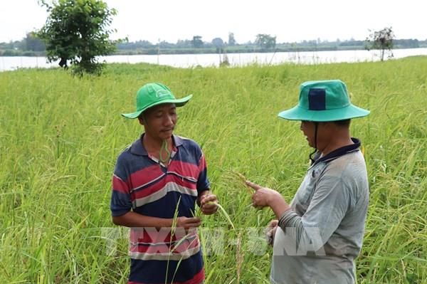 Khôi phục lúa mùa nổi ở vùng Tứ giác Long Xuyên
