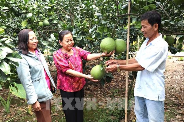 Nông nghiệp xanh Vĩnh Long: Từ thay đổi tư duy đến những mùa quả ngọt