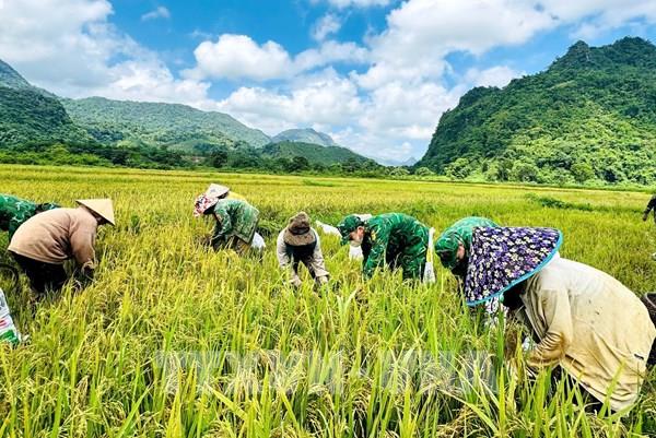 "Mùa vàng" thắm tình quân dân Quảng Trị