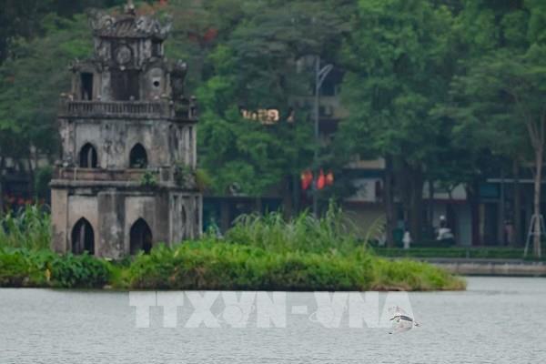 Chim về giữa không gian xanh Hồ Gươm