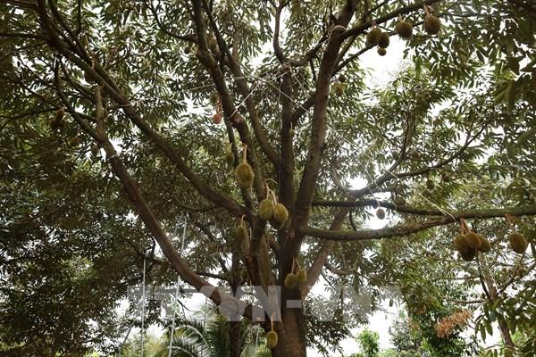 Đồng Nai kết nối doanh nghiệp – mở lối bền vững cho sầu riêng