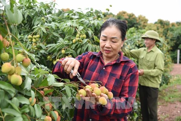 Bắc Ninh có 243 mã số vùng trồng vải thiều phục vụ xuất khẩu