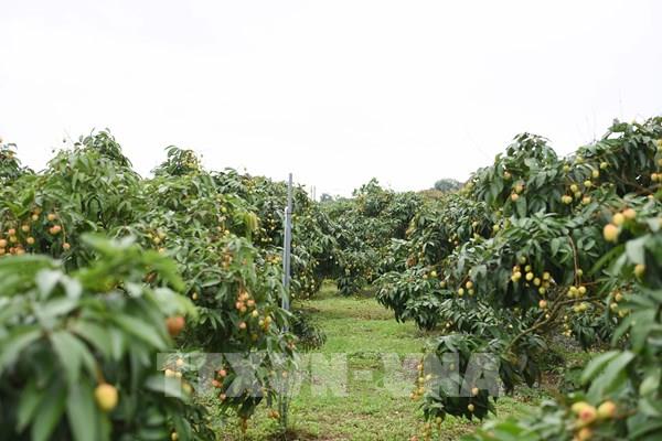 Vải thiều sớm “được chất” trong năm mất mùa