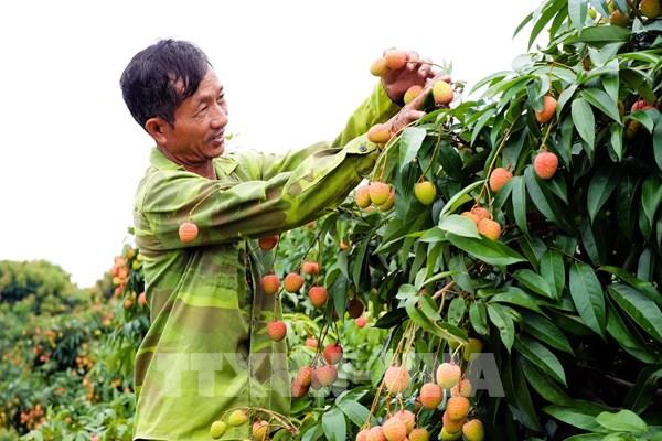Bắc Ninh sắp tổ chức chuỗi hoạt động xúc tiến tiêu thụ vải thiều