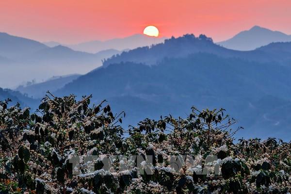 Chiêm ngưỡng hoa cà phê nở rộ khắp triền đồi Sơn La