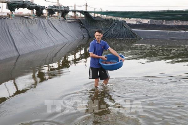 Nghề nuôi ốc hương mở dư địa lớn cho kinh tế biển Ninh Bình