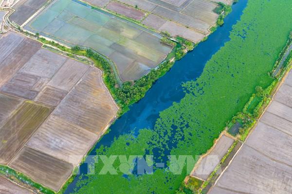 Sông Vàm Cỏ Đông bị ô nhiễm nghiêm trọng