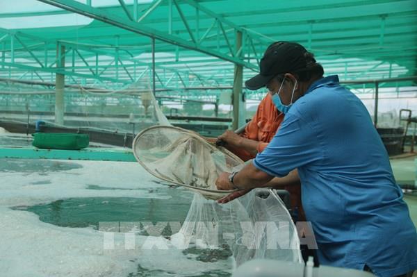 Nâng tầm kinh tế tập thể TP. Hồ Chí Minh