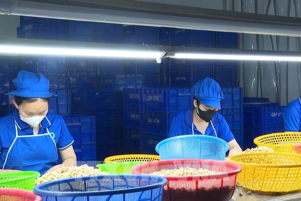 Doanh nghiệp ngành điều chật vật trước áp lực giá nguyên liệu tăng