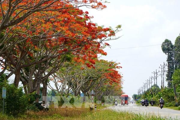 Đỏ rực con đường hoa phượng bên bờ kênh xáng Lấp Vò