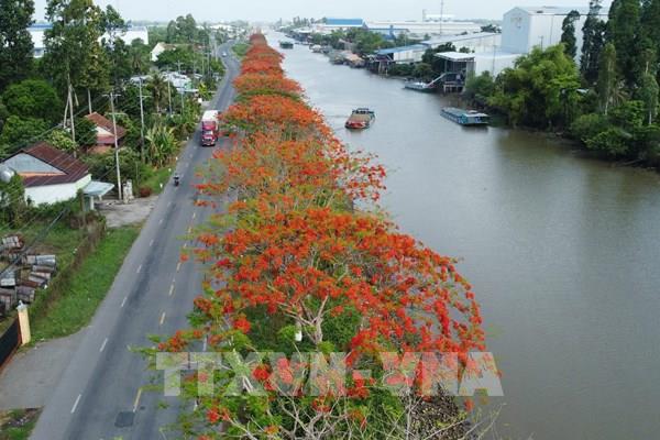 Ngắm con đường phượng vĩ 4km đang đốt cháy mùa hè ở Đồng Tháp