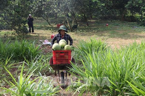 Nắng nóng kéo dài, nông nghiệp vùng ven TP. Hồ Chí Minh nguy cơ thiếu nước