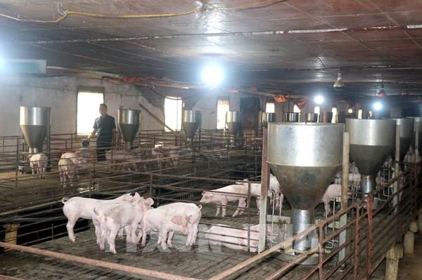 Doanh nghiệp chăn nuôi Việt Nam tăng tốc theo mô hình công nghệ cao