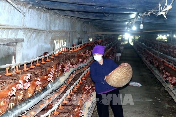 Ngành chăn nuôi chủ động ứng phó trước nguy cơ nắng nóng cho đàn vật nuôi
