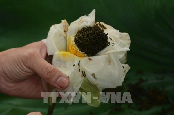 Nét văn hóa độc đáo của trà sen xứ Huế