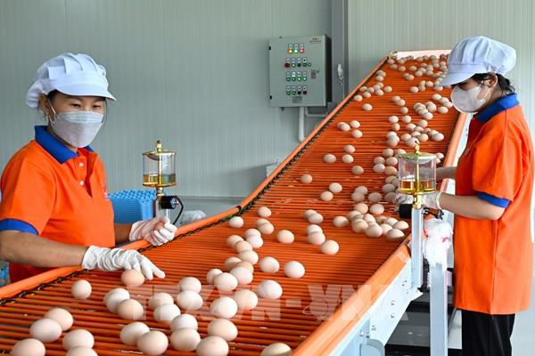 Giá trứng giảm sâu, người chăn nuôi thua lỗ