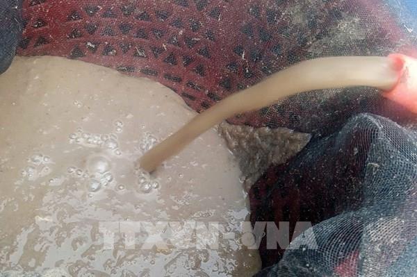 Phân bón từ thân cây chuối giúp nông dân An Giang giảm 90% chi phí