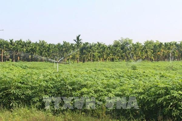 Tây Ninh xanh hóa chuỗi giá trị cây sắn