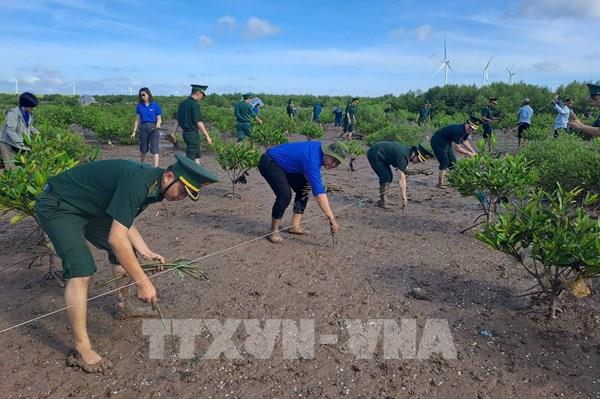Cần Thơ xây dựng “bức tường xanh” khu vực biên giới biển