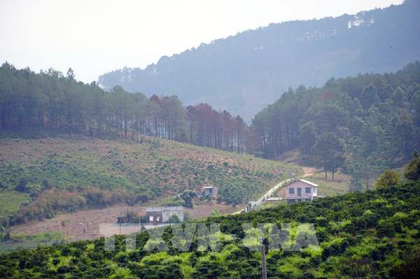 Lâm Đồng: Tiếp diễn tình trạng đầu độc hàng trăm cây thông rừng gần khu “resort”