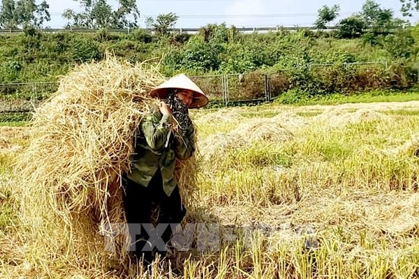 Đánh thức "mỏ vàng" từ phụ phẩm nông nghiệp