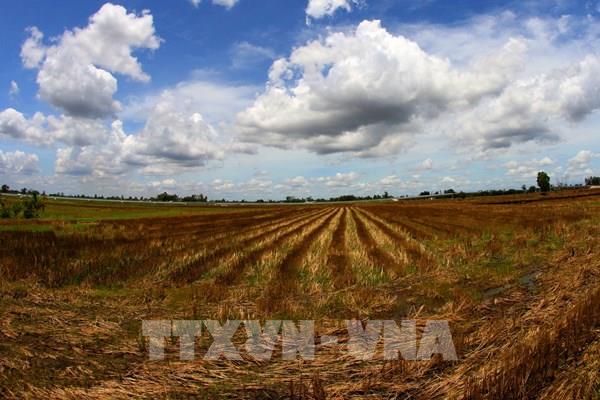 Những cánh đồng chờ mưa ở Cần Thơ