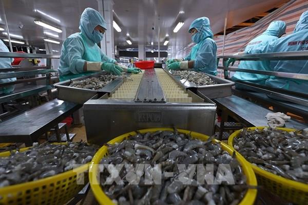 Tìm lối đi riêng cho tôm Việt trong cuộc đua toàn cầu