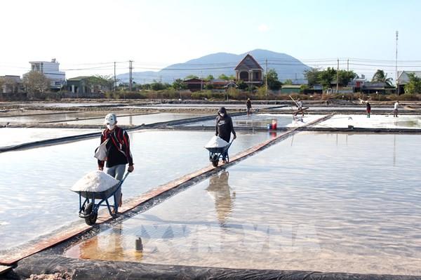 Vụ muối ở Lâm Đồng kéo dài, giá tăng