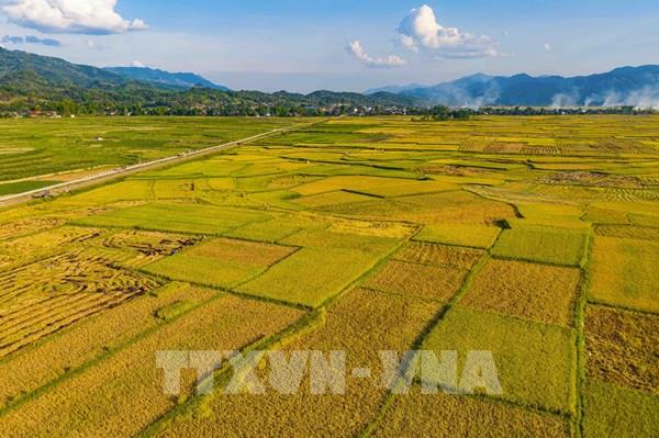 Bình yên mùa vàng nơi lòng chảo Mường Thanh