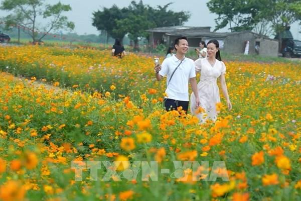 Vẻ đẹp các "mùa hoa di sản" tại Ninh Bình