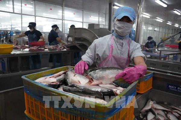 Cá tra giữ giá tốt, doanh nghiệp xuất khẩu hưởng lợi