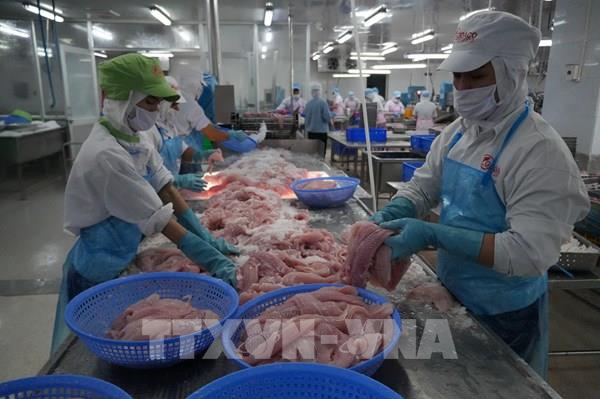 Giá cá tra Đồng Tháp neo cao, người nuôi lãi tới 8.000 đồng/kg