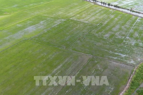 Tây Ninh khẩn trương xuống giống vụ Hè Thu 2026