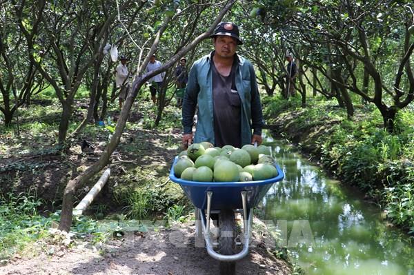 Hành trình trái bưởi miền Tây chinh phục thị trường Australia