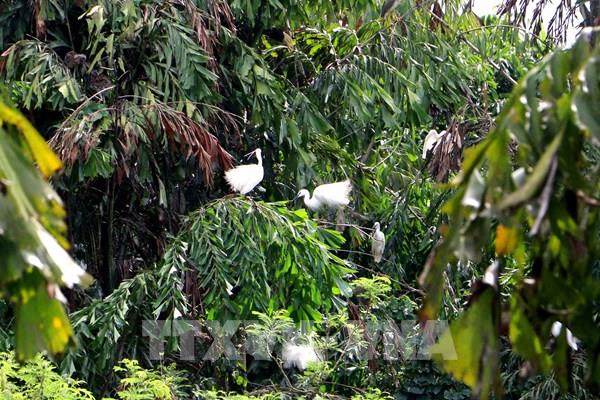 Vĩnh Long khảo sát, tìm giải pháp bảo tồn vườn chim Hai Chìa