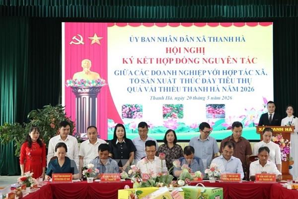 Hải Phòng xúc tiến thương mại tiêu thụ vải thiều